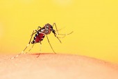 Những điều cần biết để phòng, chống bệnh sốt xuất huyết