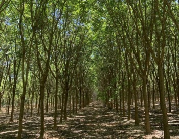 Đề xuất quy định về thanh lý rừng trồng