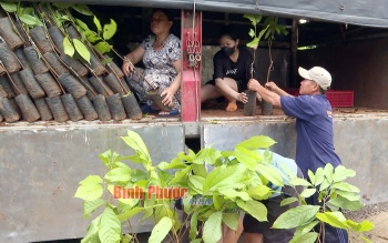 Công ty Puratos Grand-Place Việt Nam tặng cây giống ca cao cho nông dân Bù Gia Mập