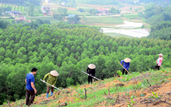 Đẩy mạnh tiến độ trồng rừng và trồng cây phân tán năm 2024