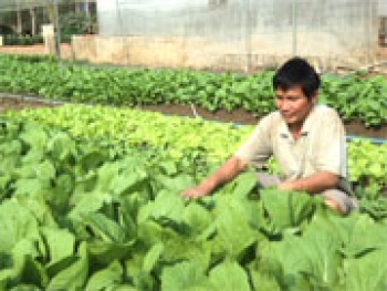 Nhiều hộ dân phường Tân Thiện (Đồng Xoài) phát triển hiệu quả mô hình sản xuất rau an toàn