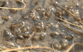 Toàn tỉnh có 105 ha lúa bị ốc bươu vàng tấn công