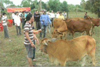 Chơn Thành tổ chức trao bò giống cho các hộ nghèo
