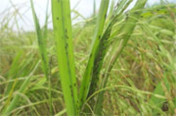 Cảnh giác với dịch rầy nâu phát triển trên đồng lúa