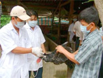 Chủ động phòng chống dịch bệnh nguy hiểm cho đàn gia súc, gia cầm