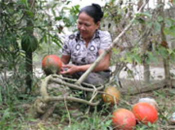 Đồng Phú: Hội thảo về trồng cây gấc dược liệu