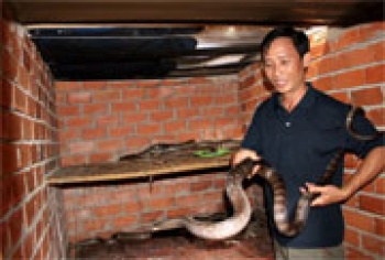Mô hình nuôi rắn ráo trâu hiệu quả [Phóng sự ảnh]