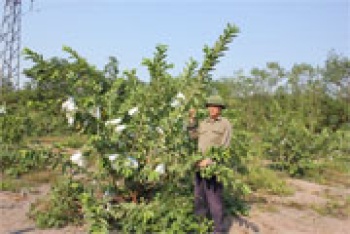 Thu ngân sách năm 2015 của tỉnh đạt 118% dự toán Bộ Tài chính giao