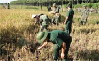 Diện tích trồng tiêu 6 tháng đầu năm của huyện Lộc Ninh tăng 155 ha so cùng kỳ 2013