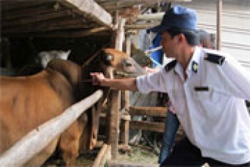 Tiêm phòng miễn dịch 80% tổng đàn trâu, bò trong vùng khống chế bệnh lở mồm long móng