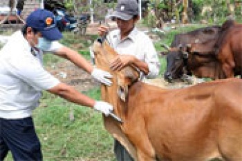 Tiêm phòng cho gia súc trên địa bàn tỉnh định kỳ 2 đợt/năm