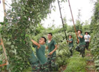 Lộc Ninh: Mưa giông làm gãy đổ trên 70.000 nọc tiêu