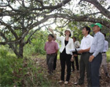 Kiểm tra tình hình dịch bệnh trên cây điều tại thị xã Đồng Xoài, Phước Long
