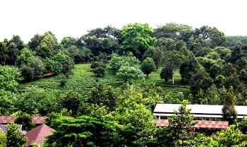 Bình Phước có 8.831 ha cây ăn trái