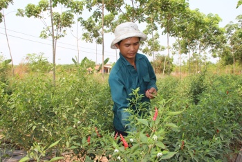 Thu nhập cao nhờ trồng ớt xen vườn cao su chưa khép tán