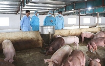Ban Bí thư ban hành Chỉ thị về thực hiện phòng, chống, khống chế dịch tả lợn châu Phi
