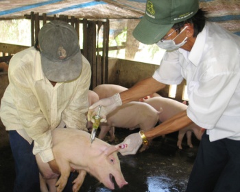 Tiếp tục tập trung các biện pháp phòng, chống dịch tả lợn châu Phi