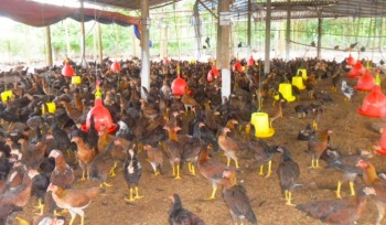 Toàn tỉnh có 308 trang trại heo và gà