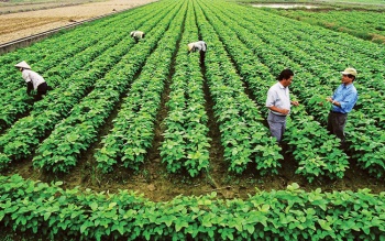 Tiêu chuẩn và nguyên tắc sản xuất nông nghiệp hữu cơ
