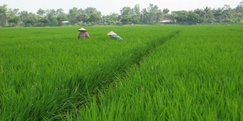 Sử dụng đất trồng lúa vào mục đích khác trái quy định sẽ bị xử phạt vi phạm hành chính