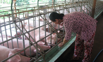 Việc nuôi tái đàn lợn phải thận trọng và đáp ứng các yêu cầu theo quy định
