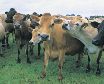 Chăn nuôi tháng 8/2020: Số lượng gia súc, gia cầm tăng so cùng kỳ 2019