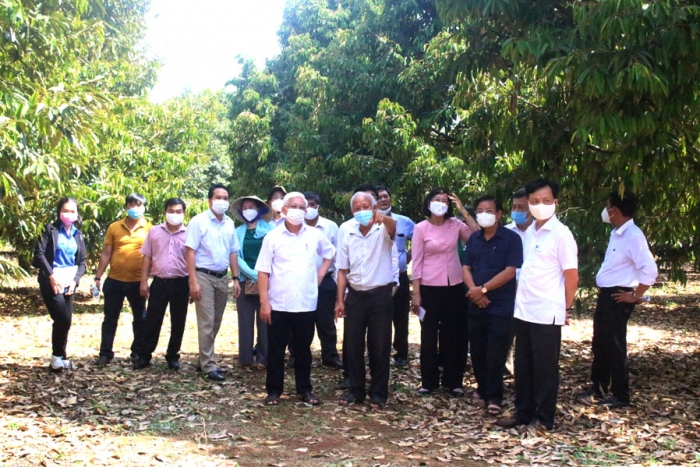 Bí thư Tỉnh ủy thăm hợp tác xã sầu riêng tại huyện Phú Riềng