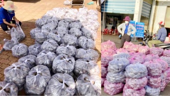 Phú Riềng: Hỗ trợ tiêu thụ trên 30 tấn khoai lang tím cho nông dân Vĩnh Long