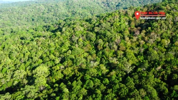 Tỷ lệ che phủ rừng trên toàn tỉnh là 22,79%