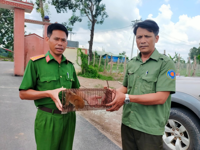 Hạt Kiểm lâm huyện Đồng Phú tiếp nhận một cá thể Cu Li nguy cấp, quý hiếm