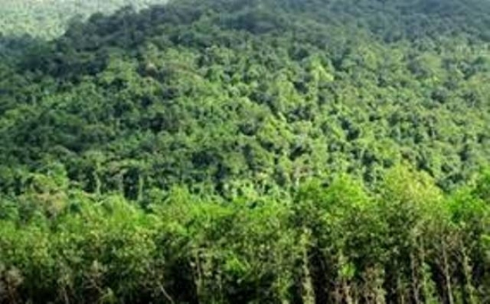 Tăng cường công tác quản lý bảo vệ rừng