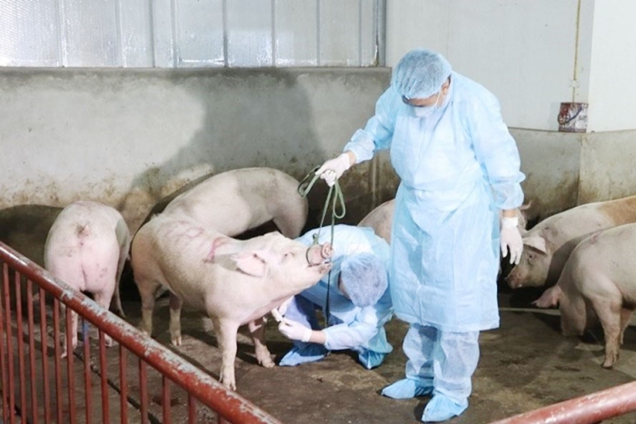 Bình Long công bố dịch tả lợn Châu phi trên địa bàn xã Thanh Lương