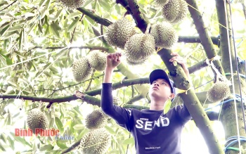 Binh Phuoc durian granted a planting area code