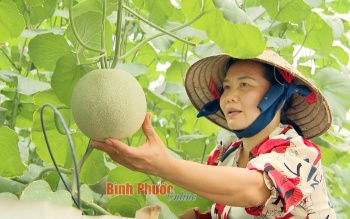 Binh Phuoc’s agriculture “pillar of support” on the rise