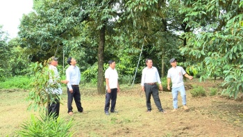 Sầu riêng của Hợp tác xã Nông Thành Phát được cấp mã số vùng trồng xuất khẩu chính ngạch