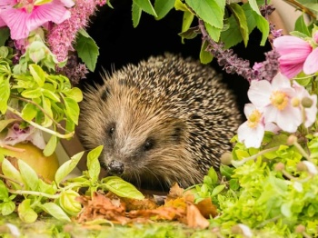 Tăng cường công tác quản lý động vật hoang dã