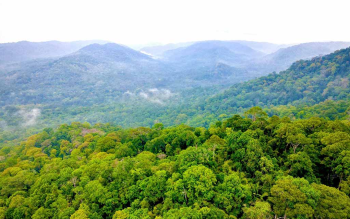 Tổ chức "Tết trồng cây đời đời nhớ ơn Bác Hồ” và tăng cường công tác quản lý, bảo vệ, phát triển rừng