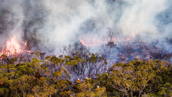 Triển khai các biện pháp bảo vệ rừng, phòng chống cháy rừng, phá rừng