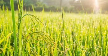 Kế hoạch chuyển đổi cơ cấu cây trồng trên đất lúa năm 2023