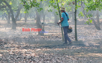 Bu Gia Map farmers hope for bountiful cashew crop