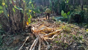 Đồng Phú: Tuyên truyền người dân tránh xung đột với voi rừng 