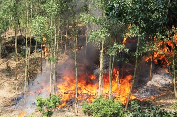 Tăng cường các biện pháp cấp bách phòng cháy, chữa cháy rừng