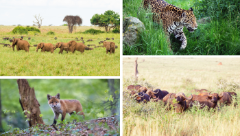 Tăng cường công tác bảo vệ, bảo tồn động vật hoang dã