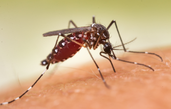 Phòng chống dịch bệnh do muỗi truyền vì hiện tượng El Nino