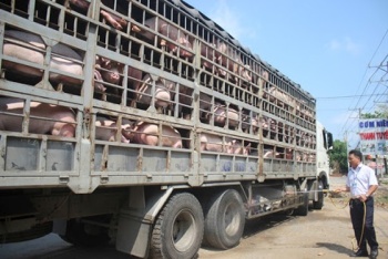Ngăn chặn, xử lý nghiêm các trường hợp buôn bán, vận chuyển trái phép lợn qua biên giới vào Việt Nam