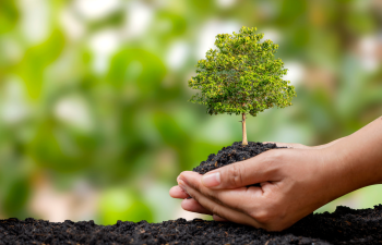 Giải pháp đẩy nhanh tiến độ, hiệu quả trồng rừng thay thế