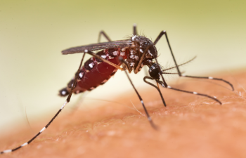 Tăng cường công tác phòng chống và loại trừ bệnh sốt rét