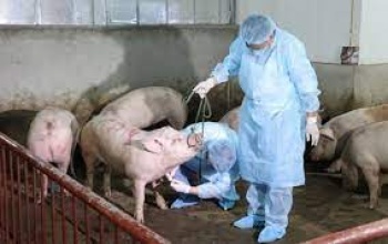 Công bố bệnh dịch tả lợn Châu Phi trên địa bàn phường Tân Bình