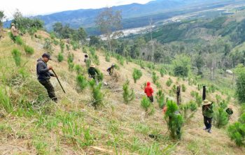 Triển khai thực hiện công tác trồng rừng thay thế