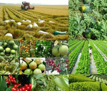 Chiến lược phát triển trồng trọt hướng đến Việt Nam là một trung tâm chế biến sâu của nông nghiệp thế giới